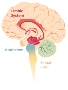  [[File:Brain limbicsystem.svg|Brain_limbicsystem]]